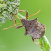 Spiked shieldbug | Picromerus bidens | Fotografijos autorius : Darius Baužys | © Macronature.eu | Macro photography web site