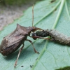 Spiked shieldbug - Picromerus bidens | Fotografijos autorius : Vytautas Gluoksnis | © Macronature.eu | Macro photography web site
