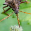 Spiked shieldbug - Picromerus bidens | Fotografijos autorius : Oskaras Venckus | © Macronature.eu | Macro photography web site