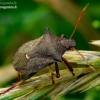 Spiked shieldbug - Picromerus bidens | Fotografijos autorius : Romas Ferenca | © Macronature.eu | Macro photography web site