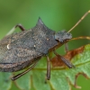 Spiked shieldbug - Picromerus bidens | Fotografijos autorius : Žilvinas Pūtys | © Macronature.eu | Macro photography web site