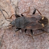Spiny groundbug - Eremocoris plebejus | Fotografijos autorius : Žilvinas Pūtys | © Macronature.eu | Macro photography web site