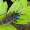 Spiny groundbug - Eremocoris plebejus | Fotografijos autorius : Gintautas Steiblys | © Macronature.eu | Macro photography web site