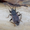 Spiny groundbug - Eremocoris plebejus | Fotografijos autorius : Romas Ferenca | © Macronature.eu | Macro photography web site
