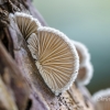  Paprastoji alksniabudė | Schizophyllum commune | Fotografijos autorius : Darius Baužys | © Macronature.eu | Macro photography web site