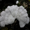 Paprastoji alksniabudė - Schizophyllum commune | Fotografijos autorius : Aleksandras Stabrauskas | © Macronature.eu | Macro photography web site