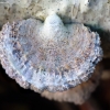 Splitgill mushroom - Schizophyllum commune | Fotografijos autorius : Romas Ferenca | © Macronature.eu | Macro photography web site