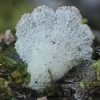 Splitgill mushroom - Schizophyllum commune | Fotografijos autorius : Gintautas Steiblys | © Macronature.eu | Macro photography web site