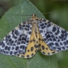 Spotted Beauty - Arichanna melanaria | Fotografijos autorius : Žilvinas Pūtys | © Macronature.eu | Macro photography web site