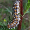 Spotted Fritillary - Melitaea didyma, caterpillar | Fotografijos autorius : Vitalijus Bačianskas | © Macronature.eu | Macro photography web site