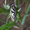 Spotted Fritillary - Melitaea didyma, pupa | Fotografijos autorius : Vitalijus Bačianskas | © Macronature.eu | Macro photography web site