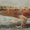 Spotted House Gecko - Hemidactylus parvimaculatus | Fotografijos autorius : Gintautas Steiblys | © Macronature.eu | Macro photography web site