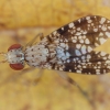 Spotted Marsh Fly - Trypetoptera punctulata ♂ | Fotografijos autorius : Žilvinas Pūtys | © Macronature.eu | Macro photography web site