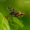 Spotted Marsh Fly - Trypetoptera punctulata | Fotografijos autorius : Romas Ferenca | © Macronature.eu | Macro photography web site