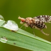 Spotted Marsh Fly - Trypetoptera punctulata | Fotografijos autorius : Žilvinas Pūtys | © Macronature.eu | Macro photography web site