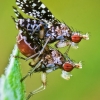 Spotted Marsh Fly - Trypetoptera punctulata | Fotografijos autorius : Lukas Jonaitis | © Macronature.eu | Macro photography web site