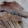 Spotted Snake-fly - Phaeostigma notata | Fotografijos autorius : Romas Ferenca | © Macrogamta.lt | Šis tinklapis priklauso bendruomenei kuri domisi makro fotografija ir fotografuoja gyvąjį makro pasaulį.