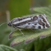 Taškuotasis pelėdgalviukas - Acontia trabealis | Fotografijos autorius : Žilvinas Pūtys | © Macronature.eu | Macro photography web site