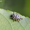 Spotted Willow Leaf Beetle - Chrysomela vigintipunctata | Fotografijos autorius : Darius Baužys | © Macronature.eu | Macro photography web site