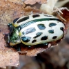 Spotted Willow Leaf Beetle - Chrysomela vigintipunctata | Fotografijos autorius : Romas Ferenca | © Macronature.eu | Macro photography web site