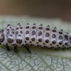 Taškuotasis gluosninukas - Chrysomela vigintipunctata, lerva | Fotografijos autorius : Žilvinas Pūtys | © Macronature.eu | Macro photography web site