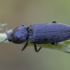 Smulkiaspragšis - Dicronychus equisetoides | Fotografijos autorius : Žilvinas Pūtys | © Macrogamta.lt | Šis tinklapis priklauso bendruomenei kuri domisi makro fotografija ir fotografuoja gyvąjį makro pasaulį.