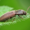 Pasėlinis dirvaspragšis - Agriotes sputator | Fotografijos autorius : Vidas Brazauskas | © Macrogamta.lt | Šis tinklapis priklauso bendruomenei kuri domisi makro fotografija ir fotografuoja gyvąjį makro pasaulį.