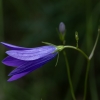 Pievinis katilėlis - Campanula patula | Fotografijos autorius : Žilvinas Pūtys | © Macronature.eu | Macro photography web site