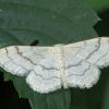 Juodajuostis sprindžiukas - Idaea aversata | Fotografijos autorius : Vidas Brazauskas | © Macrogamta.lt | Šis tinklapis priklauso bendruomenei kuri domisi makro fotografija ir fotografuoja gyvąjį makro pasaulį.