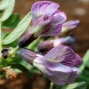 Spring vetch - Lathyrus vernus | Fotografijos autorius : Ramunė Vakarė | © Macronature.eu | Macro photography web site