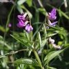 Spring vetch - Lathyrus vernus | Fotografijos autorius : Vytautas Gluoksnis | © Macronature.eu | Macro photography web site