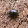 Globular springtail - Sminthuridae | Fotografijos autorius : Kazimieras Martinaitis | © Macronature.eu | Macro photography web site