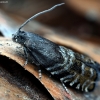 Spruce seed moth - Cydia strobilella | Fotografijos autorius : Kazimieras Martinaitis | © Macronature.eu | Macro photography web site