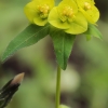  Karpažolė - Euphorbia sp. | Fotografijos autorius : Gintautas Steiblys | © Macronature.eu | Macro photography web site