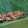 Spygliaėdis archipsas - Archips oporana ♀ | Fotografijos autorius : Gintautas Steiblys | © Macrogamta.lt | Šis tinklapis priklauso bendruomenei kuri domisi makro fotografija ir fotografuoja gyvąjį makro pasaulį.