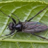 St Mark’s fly - Bibio varipes ♂ | Fotografijos autorius : Žilvinas Pūtys | © Macronature.eu | Macro photography web site