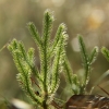 Vaistinis pataisas (Pataisas šarkakojis) – Lycopodium clavatum | Fotografijos autorius : Vidas Brazauskas | © Macronature.eu | Macro photography web site