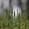 Pataisas šarkakojis – Lycopodium clavatum | Fotografijos autorius : Agnė Našlėnienė | © Macronature.eu | Macro photography web site