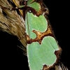Smaragdinis smiltinukas - Staurophora celsia | Fotografijos autorius : Romas Ferenca | © Macronature.eu | Macro photography web site