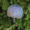 Mėlynoji šalmabudė - Mycena pseudocorticola | Fotografijos autorius : Gintautas Steiblys | © Macronature.eu | Macro photography web site