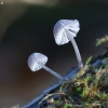 Steely bonnet - Mycena pseudocorticola | Fotografijos autorius : Vytautas Gluoksnis | © Macronature.eu | Macro photography web site