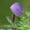 Steely bonnet - Mycena pseudocorticola | Fotografijos autorius : Gintautas Steiblys | © Macronature.eu | Macro photography web site