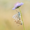 Stepinis melsvys - Polyommatus coridon | Fotografijos autorius : Eglė Vičiuvienė | © Macrogamta.lt | Šis tinklapis priklauso bendruomenei kuri domisi makro fotografija ir fotografuoja gyvąjį makro pasaulį.