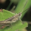 Steppe Grasshopper - Chorthippus dorsatus | Fotografijos autorius : Gintautas Steiblys | © Macronature.eu | Macro photography web site