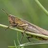 Steppe Grasshopper - Chorthippus dorsatus | Fotografijos autorius : Kazimieras Martinaitis | © Macronature.eu | Macro photography web site