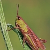Steppe Grasshopper - Chorthippus dorsatus | Fotografijos autorius : Gintautas Steiblys | © Macronature.eu | Macro photography web site