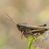 Steppe Grasshopper - Chorthippus dorsatus | Fotografijos autorius : Giedrius Markevičius | © Macronature.eu | Macro photography web site