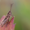 Steppe Grasshopper - Chorthippus dorsatus | Fotografijos autorius : Agnė Našlėnienė | © Macronature.eu | Macro photography web site