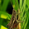 Steppe Grasshopper - Chorthippus dorsatus | Fotografijos autorius : Romas Ferenca | © Macronature.eu | Macro photography web site
