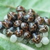 Stink Bug's nymphs | Fotografijos autorius : Vidas Brazauskas | © Macronature.eu | Macro photography web site